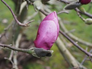 Magnolia ‘Todd’s Fortyniner’