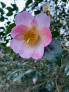 Camellia x williamsii seedling