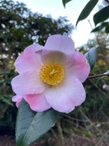 Camellia x williamsii seedling