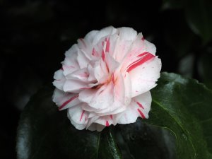 Camellia ‘Contessa Lavinia Maggi’