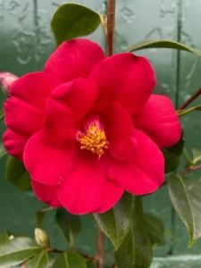 Camellia x williamsii ‘Red Dahlia’