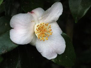 Camellia ‘Cinnamomum Candy’