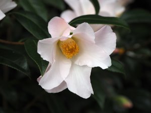 Camellia ‘Hiraethylin’
