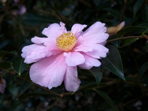 Camellia reticulata ‘Show Girl’