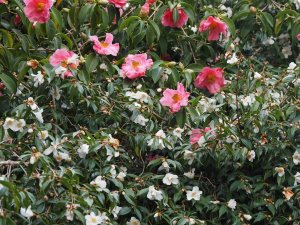 Camellia reticulata ‘Mary Williams’