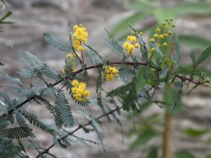 Acacia baileyana ‘Purpurea’