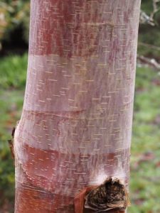 Betula utilis subsp. albosinensis ‘Bowling Green’