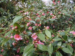 Camellia ‘Cornish Spring’