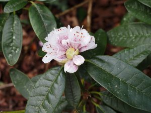 Rhododendron ‘Mrs J C Williams’