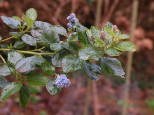 Ceanothus arboreus ‘Trewithen Blue’