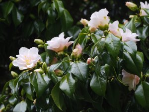 Camellia ‘Magnoliiflora’