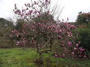 Magnolia ‘Todd’s Forty Niner’