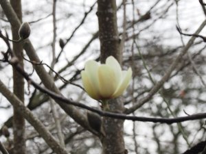 Magnolia campbellii ‘Valentine’s Torch’