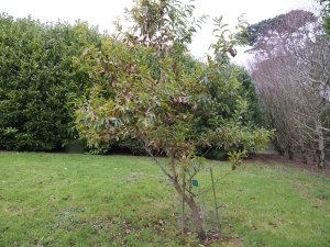 Quercus franchettii