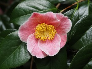 Camellia ‘Adelina Patti’