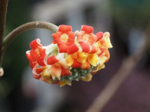 Edgeworthia chrysantha ‘Akebana’