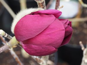 Magnolia ‘Cameo’