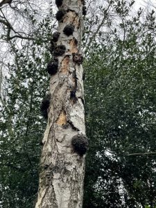 dead birch tree