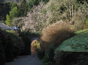 back arch