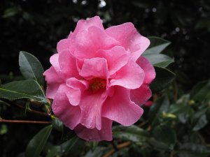 Camellia x williamsii ‘Brigadoon’