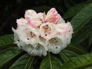 Rhododendron grande seedlings