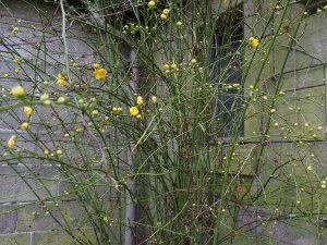 Kerria japonica ‘Pleniflora’