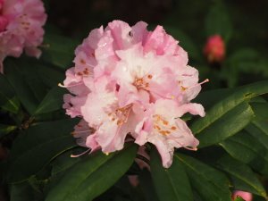 Rhododendron ‘Christmas Cheer’