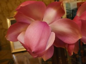 new magnolia hybrid