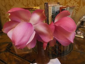 new magnolia hybrid