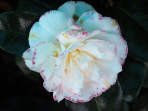 Camellia ‘Margaret Davis’