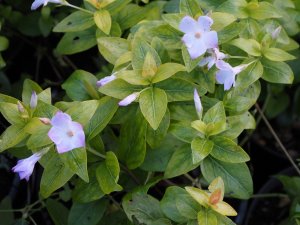 Vinca difformis ‘Jenny Pym’