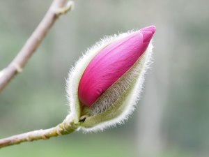 Magnolia sprengeri var. Diva ‘Burncoose’ crossed with Magnolia campbellii var. mollicomata subsp. ‘Lanarth’