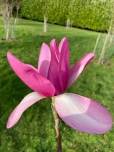 Magnolia campbellii ‘Wakehurst’