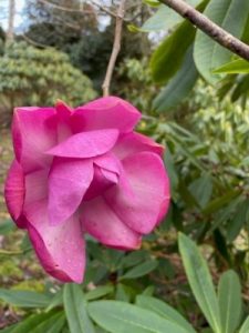 Magnolia ‘F J Williams’ x Magnolia campbellii