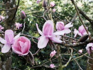 magnolia cross