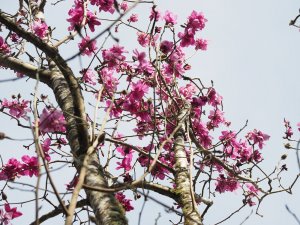 Magnolia ‘Lanarth’ seedlings