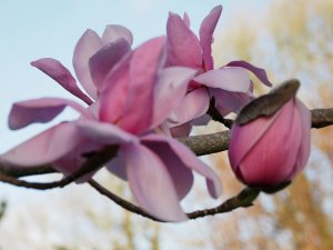Magnolia ‘Pink Sensation’