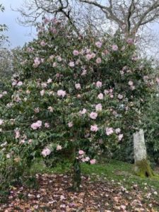 Camellia x williamsii ‘Citation’