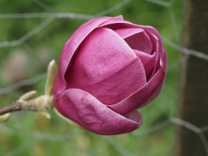 Magnolia ‘Theodora’