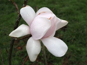 Magnolia ‘Kitti Wake’