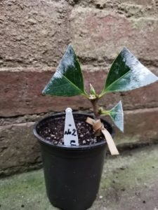 camellia cleft grafting