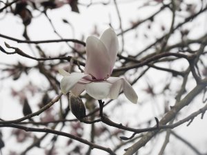 Magnolia campbellii Alba Group