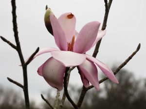 Magnolia sprengeri ‘Marwood Hill’