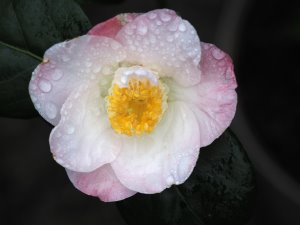 Camellia ‘Candy Apple’