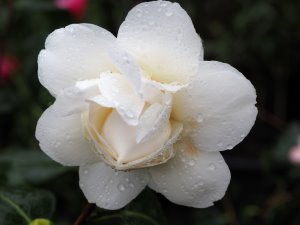 Camellia ‘Souvenir de Behaud Litou’