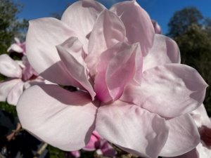 Magnolia ‘Suzannah van Veen’