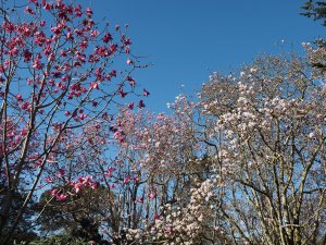 Magnolia ‘Betty Jessel’ and Magnolia sargentiana var. robusta