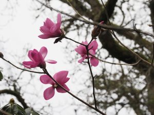Magnolia sprengeri var. Diva ‘Burncoose’