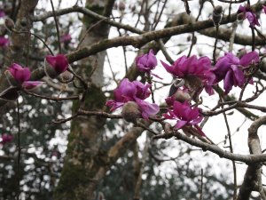 Magnolia ‘Bishop Michael’