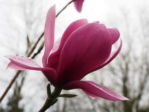 Magnolia ‘Shirazz’